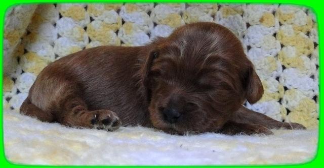 EB pups 2 wks old 13