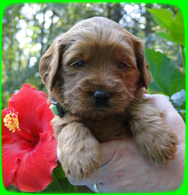 EB pups 4 wks old 33