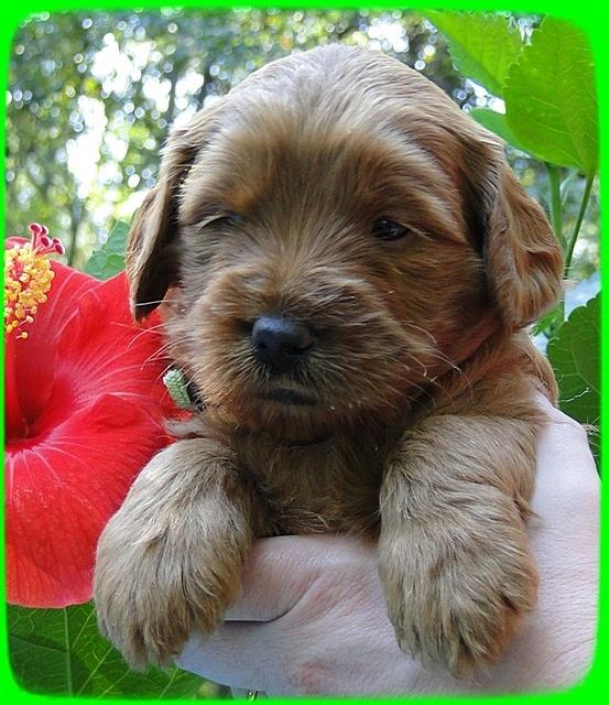 EB pups 4 wks old 34