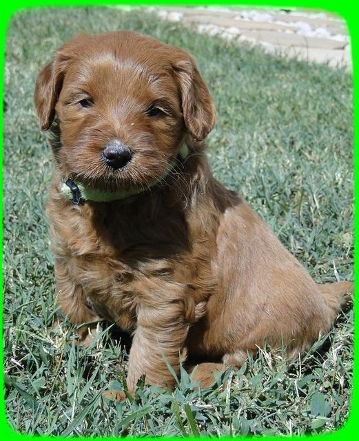 EB pups 5 wks old 6