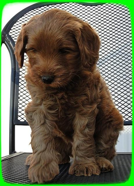 EB pups 6 wks old 59