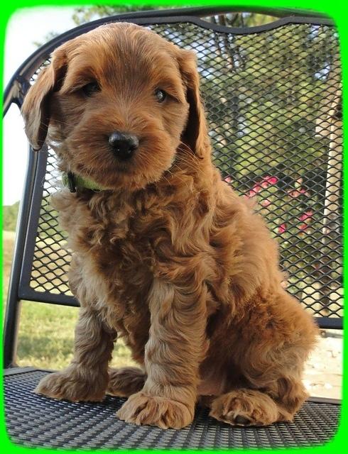 EB pups 6 wks old 61