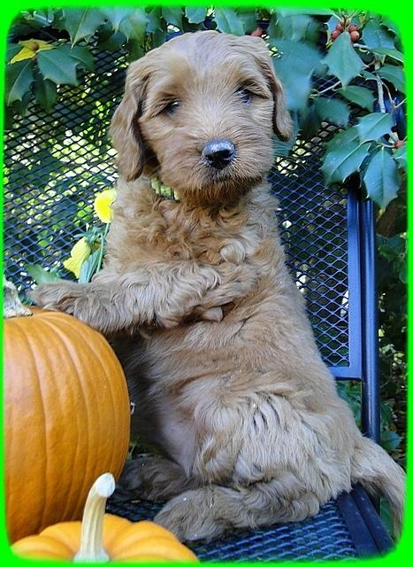 EB pups 7 wks old 23