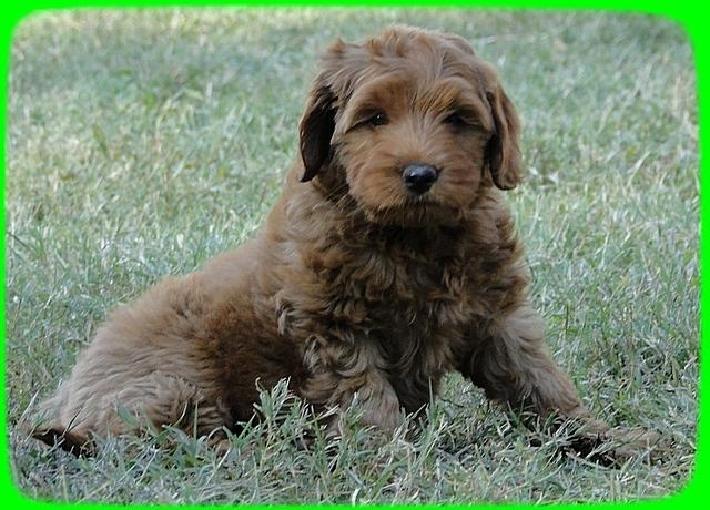 EB pups 8 wks old 63