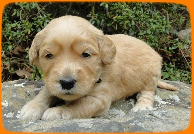 EB pups 3 wks old 17