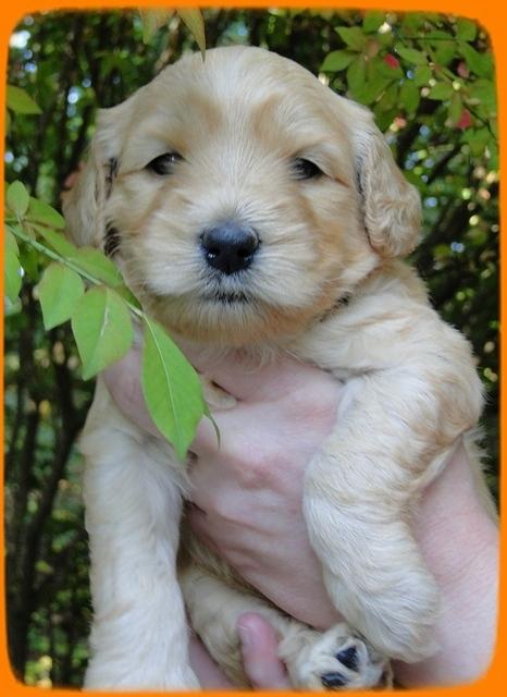 EB pups 4 wks old 21