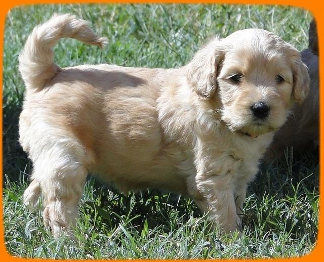 EB pups 5 wks old 21