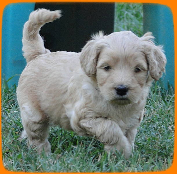 EB pups 5 wks old 32