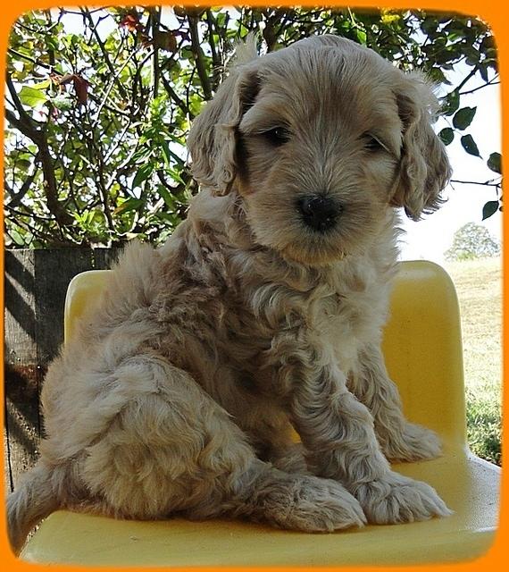 EB pups 6 wks old 33