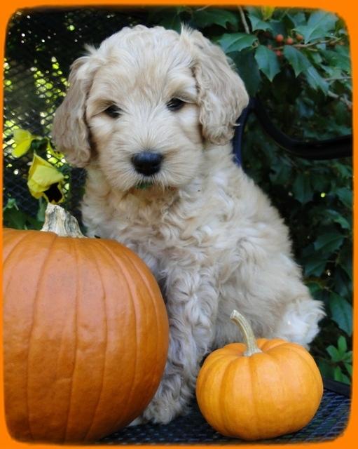 EB pups 7 wks old 28