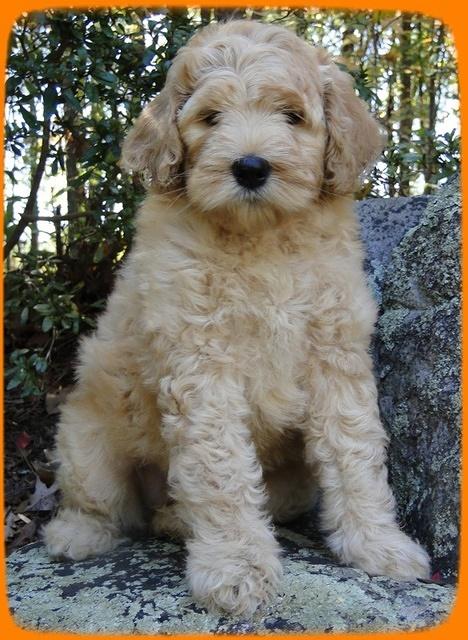 EB pups 8 wks old 22