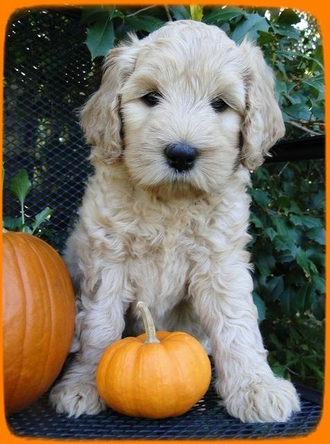 Eb pups 7 wks old 30