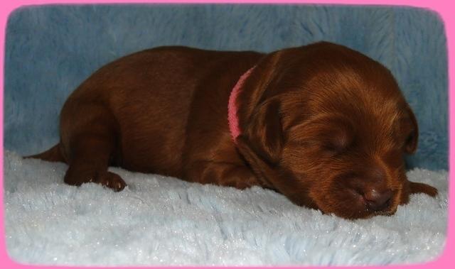 EB pups 1 wk ols 2