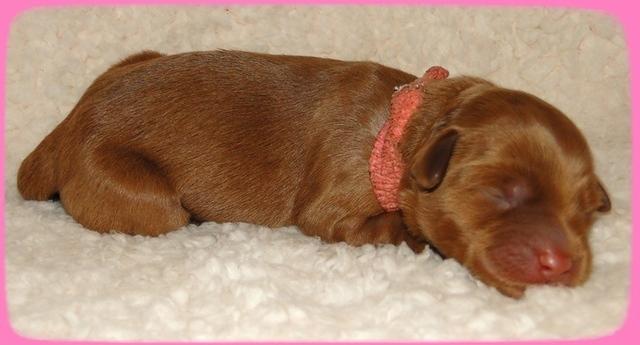 EB pups 2 days old 6