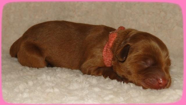 EB pups 2 days old 7