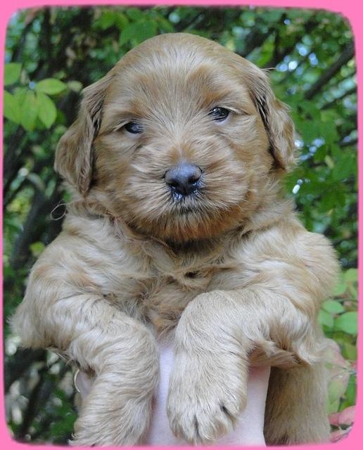 EB pups 4 wks old 6