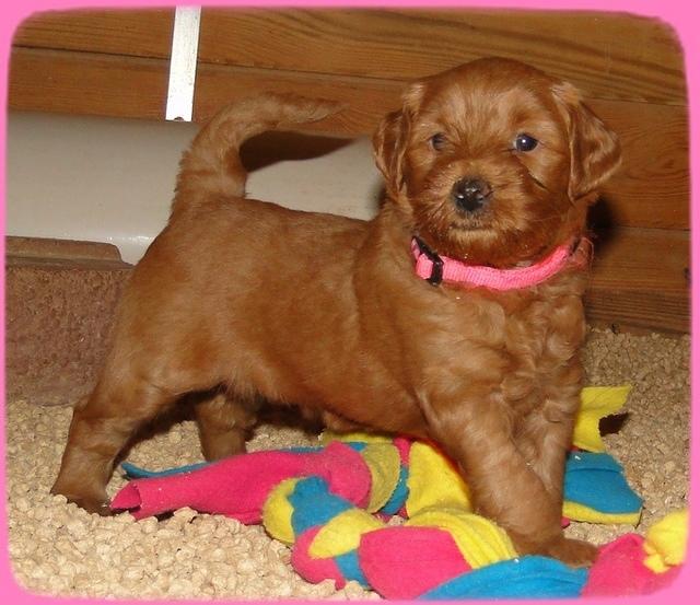 EB pups 4.5 wks old barn