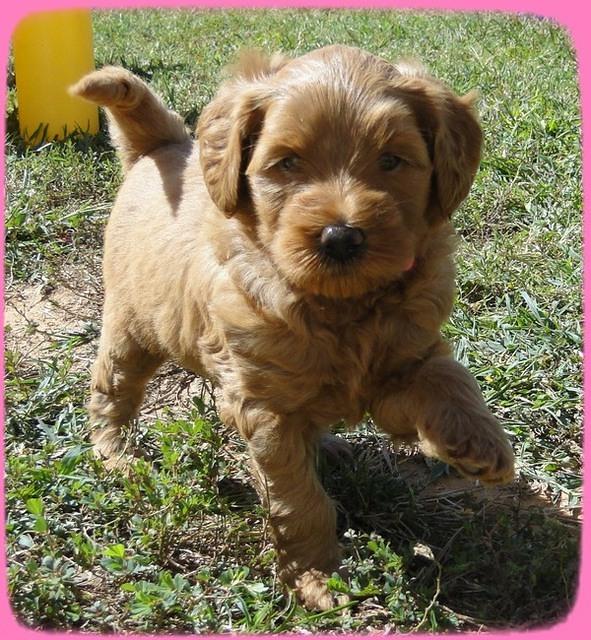 EB pups 5 wks old 43