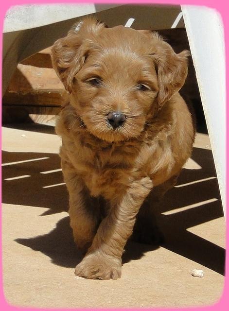 EB pups 5 wks old 44