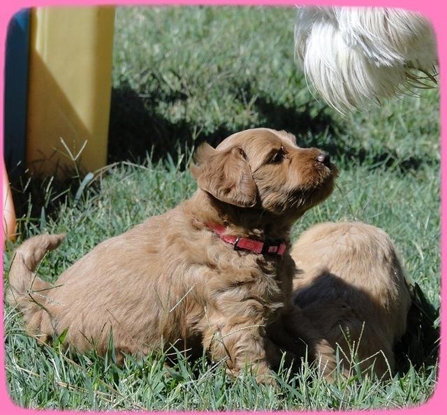 EB pups 5 wks old 48
