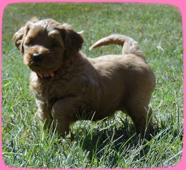 EB pups 5 wks old 52