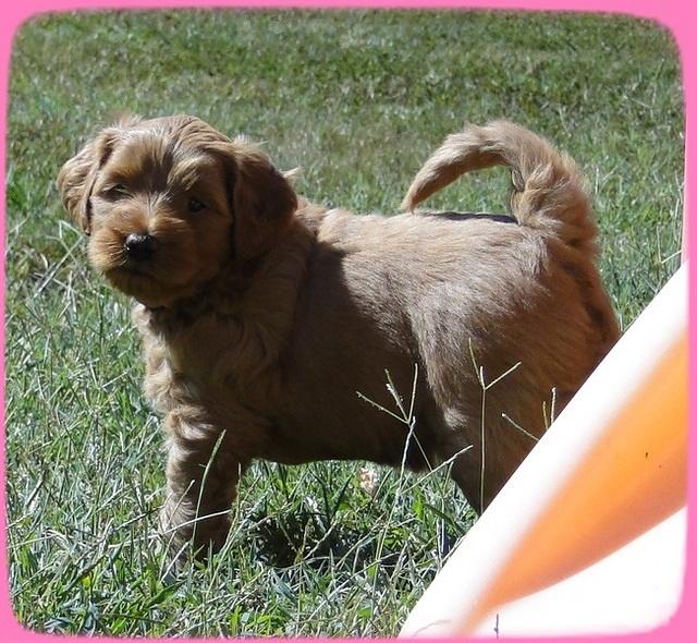 EB pups 5 wks old 53