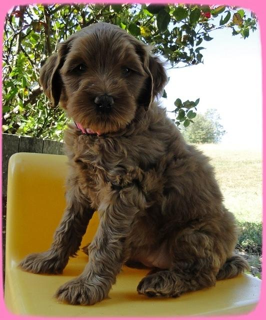 EB pups 6 wks old 38