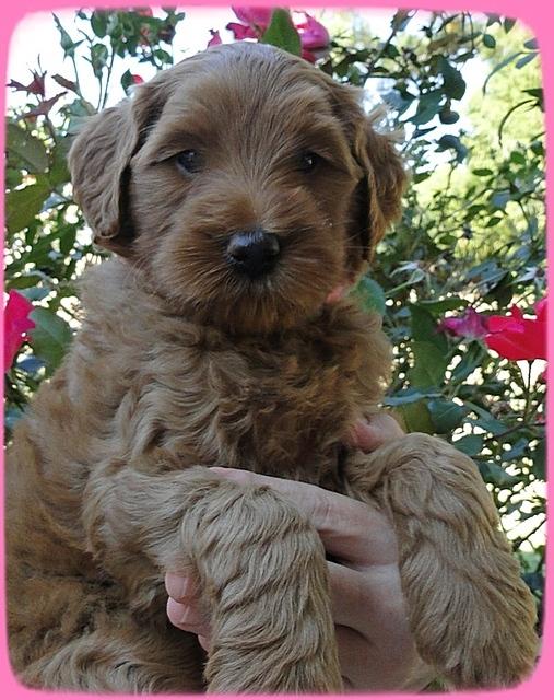 EB pups 6 wks old 5