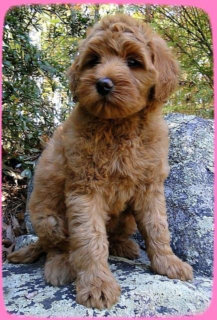 EB pups 8 wks old 40