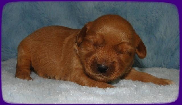 EB pups 1 wk old 7
