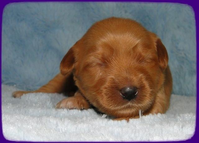 EB pups 1 wk old 8