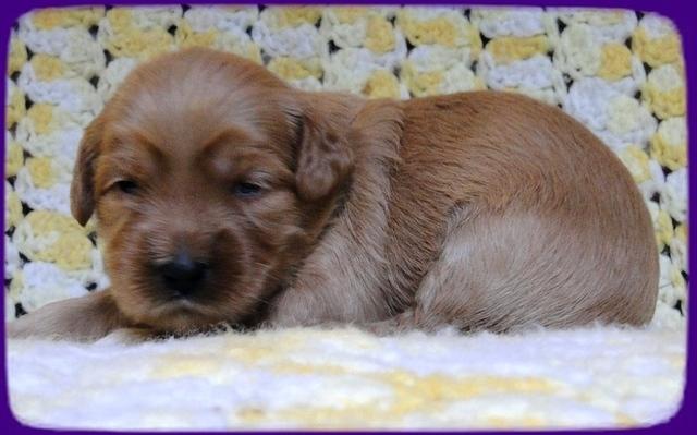 EB pups 2 wks old 29