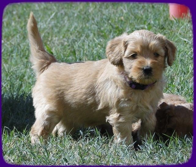 EB pups 5 wks old 19