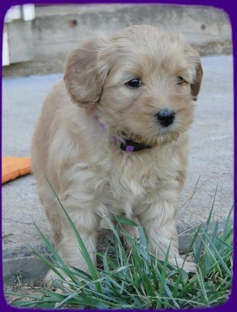 EB pups 5 wks old 31