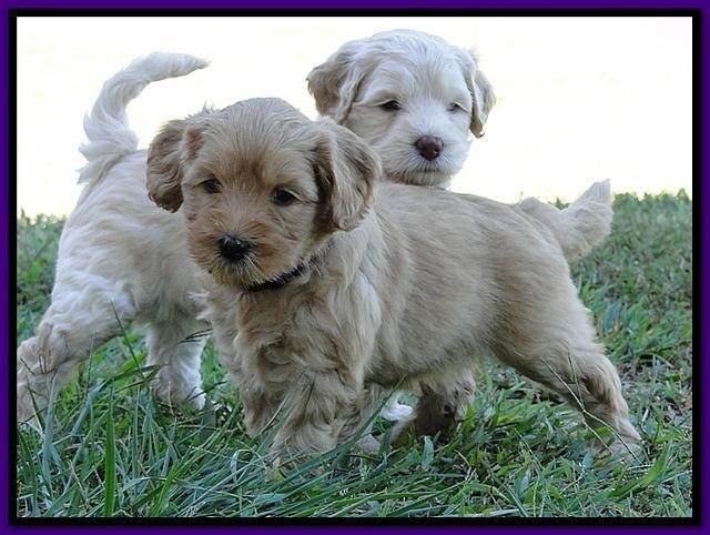 EB pups 5 wks old 34