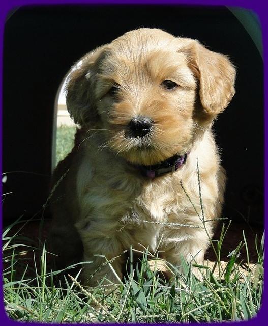 EB pups 5 wks old 41