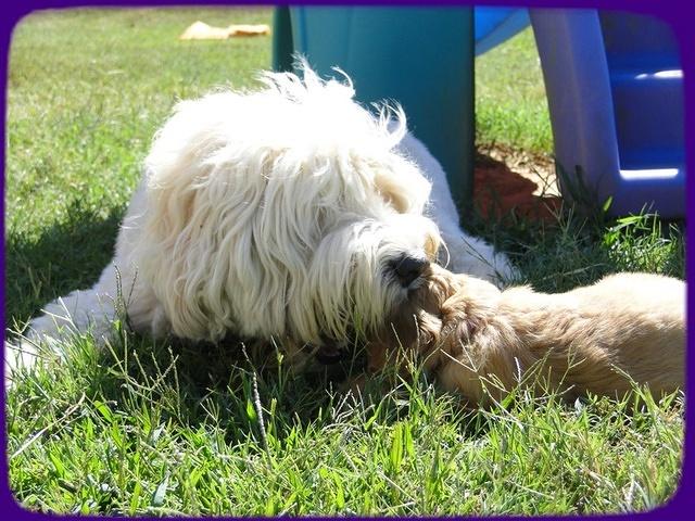 EB pups 5 wks old 54