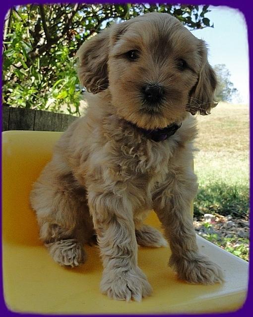 EB pups 6 wks old 31