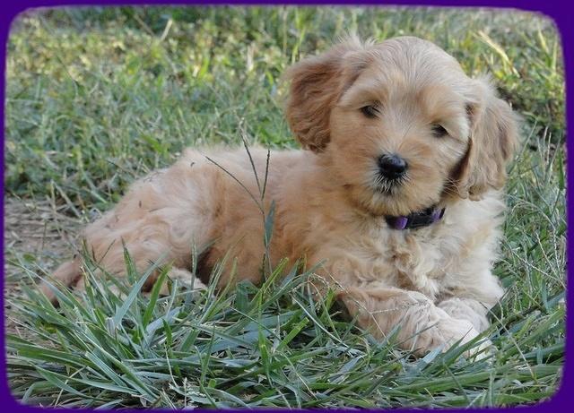 EB pups 6 wks old 53