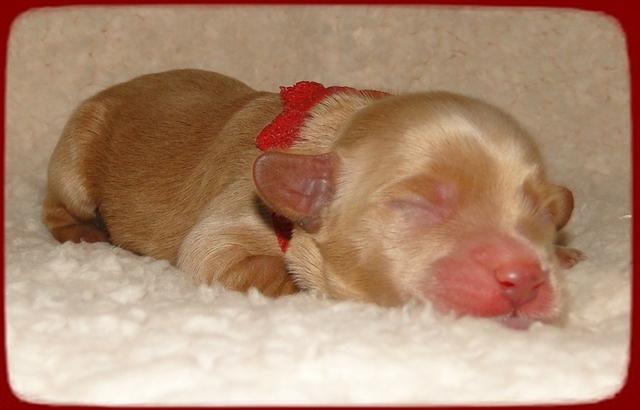 EB pups 2 days old 19