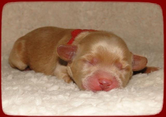 EB pups 2 days old 20