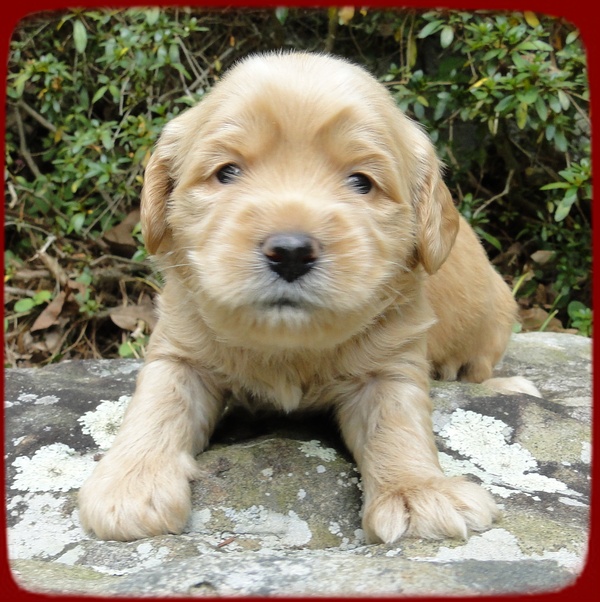 EB pups 3 wks old 12