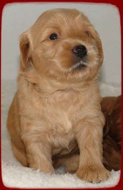 EB pups 3.5 wks old 5