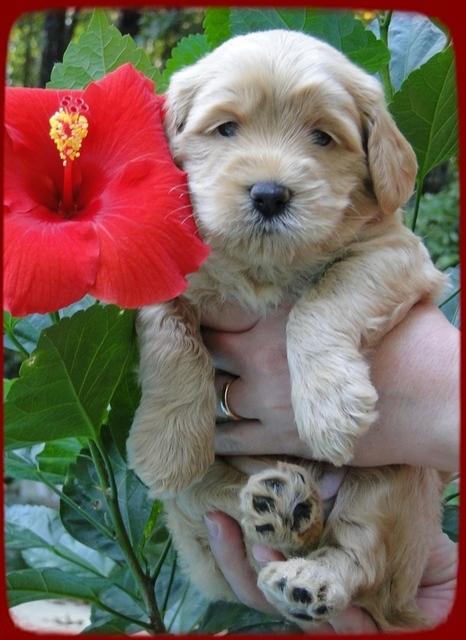 EB pups 4 wks old 11