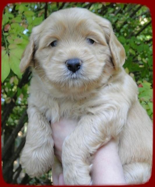 EB pups 4 wks old 12