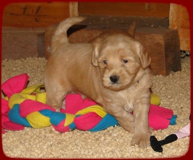 EB pups 4.5 wks old barn 3