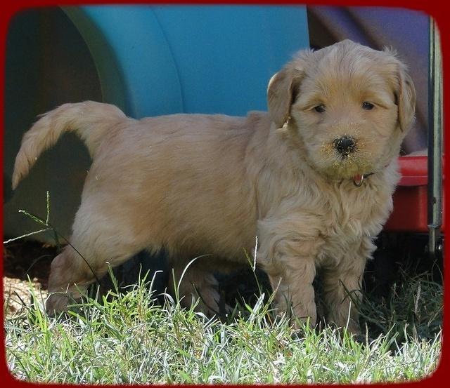 EB pups 5 wks old 16