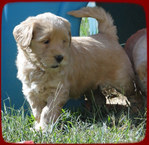 EB pups 5 wks old 17