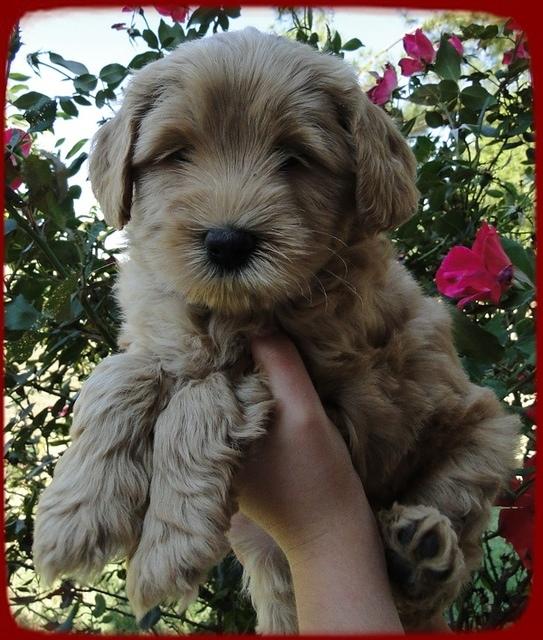 EB pups 6 wks old 13