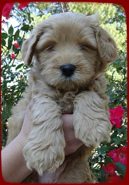 EB pups 6 wks old 15